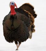 Wild Turkey - Bird Species | Frinvelis jishebi | ფრინველის ჯიშები