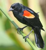 Red-winged Blackbird - Bird Species | Frinvelis jishebi | ფრინველის ჯიშები
