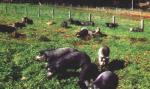 Moura | Pig | Pig Breeds