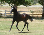 Oldenburg | Horse | Horse Breeds
