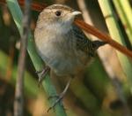 Sedge Wren - Bird Species | Frinvelis jishebi | ფრინველის ჯიშები