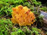 Ramaria flavigelatinosa - Fungi Species