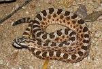 Sistrurus catenatus edwardsii - Desert Massasauga | Snake Species