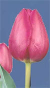 Barcelona -                                                         Tulip Species | TITA | ტიტა                                                        