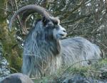 Irish Goat - Goats Breeds | txis jishebi | თხის ჯიშები