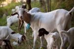 Somali Goat | Goat | Goat Breeds