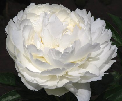 Bowl of Cream -                                                                                                                 Peonies Varieties | PIONI | პიონი