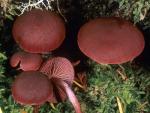 Tubaria punicea - Fungi Species | sokos jishebi | სოკოს ჯიშები