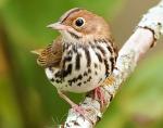 Ovenbird - Bird Species | Frinvelis jishebi | ფრინველის ჯიშები