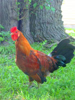 Sicilian Buttercup | Chicken | Chicken Breeds