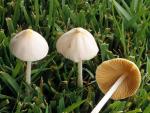 Conocybe lactea - fungi species list A Z