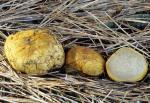 Rhizopogon ochraceorubens - Fungi Species | sokos jishebi | სოკოს ჯიშები