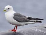 Red-legged Kittiwake - Bird Species | Frinvelis jishebi | ფრინველის ჯიშები