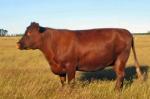 Red Poll | Cow | Cow Breeds