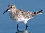 Baird's Sandpiper - Bird Species | Frinvelis jishebi | ფრინველის ჯიშები