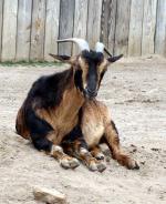 San Clemente Goat | Goat | Goat Breeds