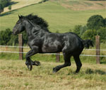 Percheron | Horse | Horse Breeds