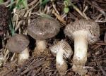 Tricholoma moseri - Fungi Species | sokos jishebi | სოკოს ჯიშები