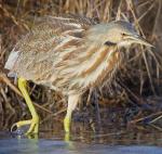 American Bittern - Bird Species | Frinvelis jishebi | ფრინველის ჯიშები