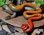 RING-NECKED SNAKE <br /> Diadophis punctatus - snake species list a - z | gveli | გველი 