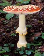 Fly Agaric: Amanita muscaria - Fungi Species