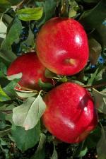 Honeycrisp - Apple Varieties list a - z  
