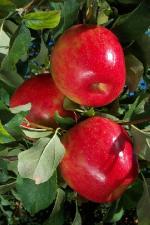 Honeycrisp | Apple Species 