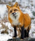 Red Fox - fox species | melias jishebi | მელიას ჯიშები