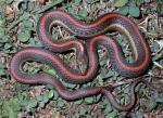 Thamnophis ordinoides - Northwestern Gartersnake - Snake Species | Gveli | გველი