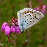 Silver-studded Blue | Butterfly species