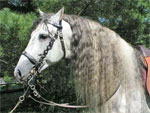Andalusian | Horse | Horse Breeds