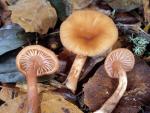Laccaria laccata var. pallidifolia - Fungi Species