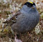 Golden-crowned Sparrow - Bird Species | Frinvelis jishebi | ფრინველის ჯიშები