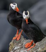 Tufted Puffin - Bird Species | Frinvelis jishebi | ფრინველის ჯიშები