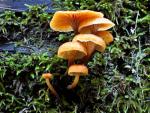 Xeromphalina campanella - Fungi Species | sokos jishebi | სოკოს ჯიშები