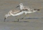 Great Knot - Bird Species | Frinvelis jishebi | ფრინველის ჯიშები