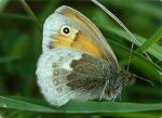 Small Heath | Butterfly species
