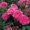 The Mayflower, Hedging