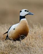 Steller's Eider - Bird Species | Frinvelis jishebi | ფრინველის ჯიშები