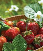 Jewel | Strawberry Species 