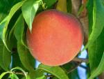 FlavrBurst - Peach Species | ATMIS JISHEBI | ატმის ჯიშები