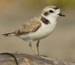 Snowy Plover - Bird Species | Frinvelis jishebi | ფრინველის ჯიშები