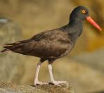 Black Oystercatcher - Bird Species | Frinvelis jishebi | ფრინველის ჯიშები
