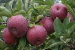 Empire - Apple Varieties list a - z  