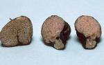 Hydnangium carneum - fungi species list A Z