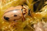 Aphidecta obliterata - Ladybird species | CHIAMAIAS JISHEBI | ჭიამაიას ჯიშები