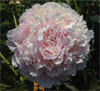 Adonis -                                                                                                                 Peonies Varieties | PIONI | პიონი