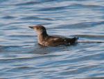 Marbled Murrelet - Bird Species | Frinvelis jishebi | ფრინველის ჯიშები