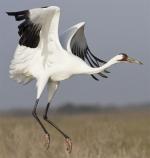 Whooping Crane - Bird Species | Frinvelis jishebi | ფრინველის ჯიშები