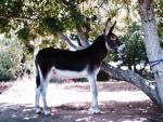 Mammoth Jack Stock - donkeys breeds | viris jishebi | ვირის ჯიშები